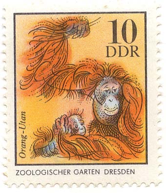 Zoologischer Garten Dresden - Orang Utan
