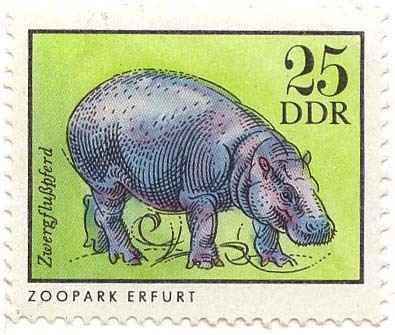 Zoolpark Erfurt - ZwergfluÃŸpferd
