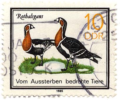 Vom Aussterben bedrohte Tiere - Rothalsgans
