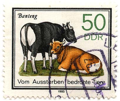 Vom Aussterben bedrohte Tiere - Banteng
