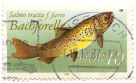 Bachforelle - Salmo trutta f. fario
