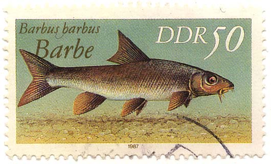 Barbe - Barbus barbus
