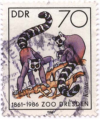 1861-1986 - Zoo Dresden - Katta
