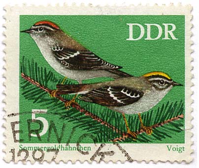 SommergoldhÃ¤hnchen - Voigt
