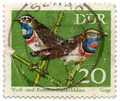 WeiÃŸ- und Rotstern Blaukehlchen
