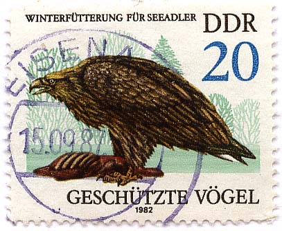 GeschÃ¼tzte VÃ¶gel - WinterfÃ¼tterung fÃ¼r Seeadler
