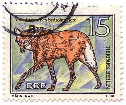 Tierpark Berlin - Vom Aussterben bedrohte Tiere - MÃ¤hnenwolf
