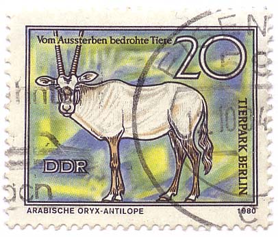 Tierpark Berlin - Vom Aussterben bedrohte Tiere - Arabische Oryx-Antilope
