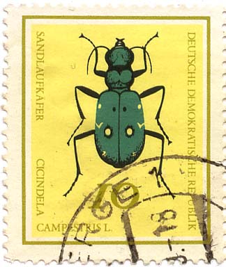 SandlaufkÃ¤fer - Cicindela Campestris L.
