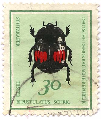 StutzkÃ¤fer - Hister Bipustulatus Schrk.
