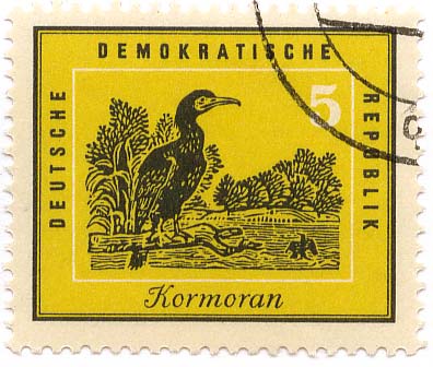 Kormoran
