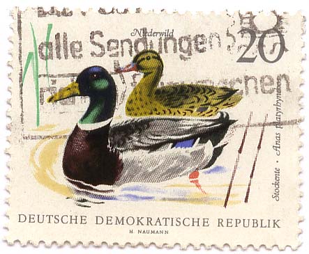 Niederwild - Stockente
