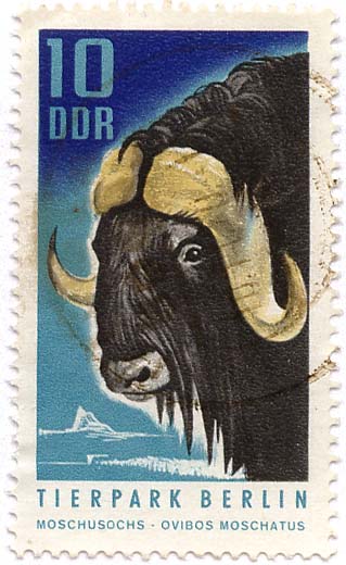 Tierpark Berlin - Moschusochs - Ovibos Moschatus
