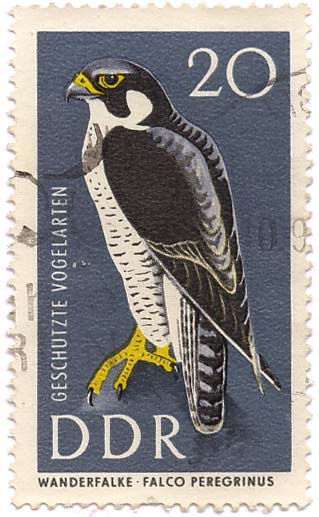 GeschÃ¼tzte Vogelarten - Wanderfalke - Falco Peregrinus
