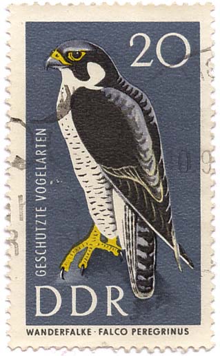 GeschÃ¼tzte Vogelarten - Wanderfalke - Falco Peregrinus
