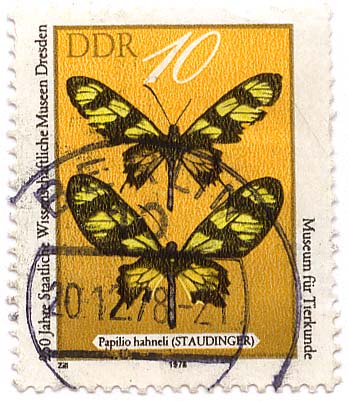 250 Jahre Staatliche Wissenschaftliche Museen Dresden - Museum fÃ¼r Tierkunde - Staudinger (Papilio hahneli)
