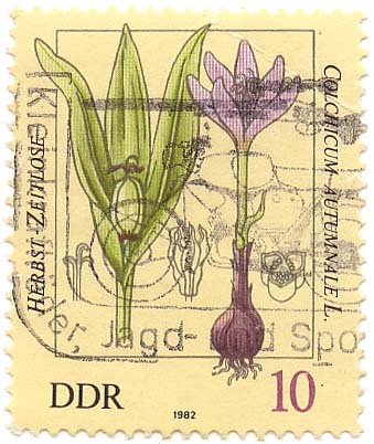 Herbst-Zeitlose - Colchicum Autumnale L.
