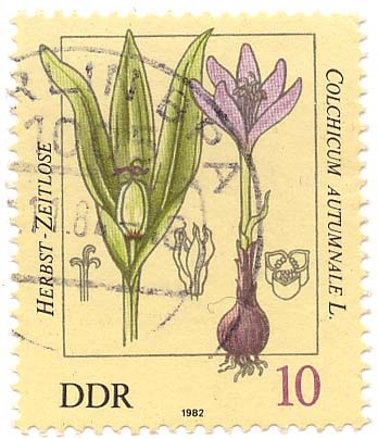 Herbst-Zeitlose - Colchicum Autumnale L.
