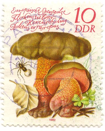 EuropÃ¤ische Speisepilze - Flockenstieliger HexenrÃ¶hrling - Boletus erythropus
