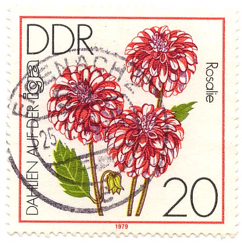 Dalien auf der IGA - Rosalie
