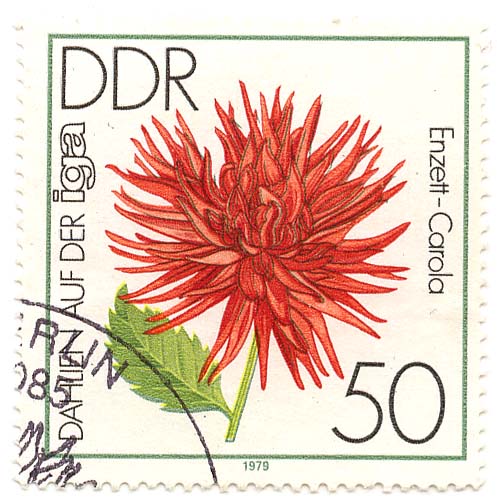 Dalien auf der IGA - Enzett-Carola
