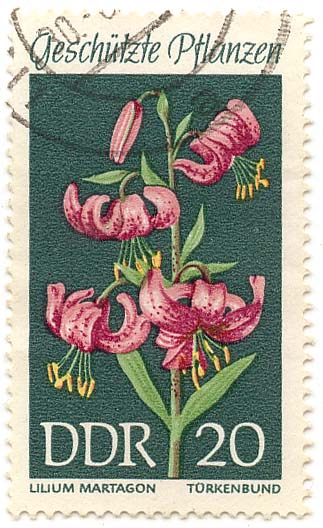 GeschÃ¼tzte Pflanzen - Lilium Martagon - TÃ¼rkenbund
