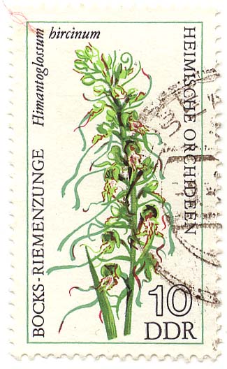 Heimische Orchideen - Bocks-Riemenzunge - Himantoglossum hircinum
