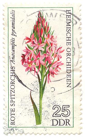 Heimische Orchideen - Rote Spitzorchis - Anacamptis pyramidalis
