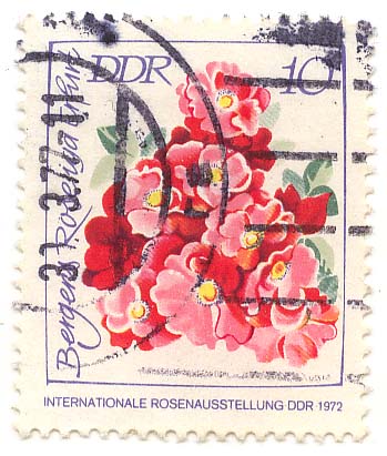 Internationale Rosenausstellung DDR 1972 - Bergens Rose - IGA Erfurt
