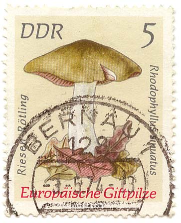 EuropÃ¤ische Giftpilze - Riesen RÃ¶tling
