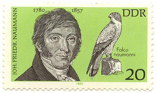 Johann Friedrich Naumann - 1780-1857 - falco naumanni