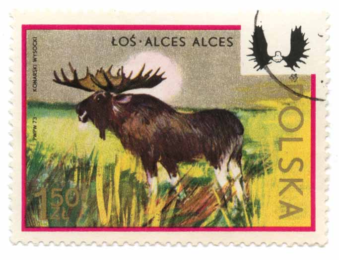 ÅoÅ› - Alces Alces