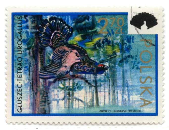 GÅ‚uszec - Tetrao Urogallus