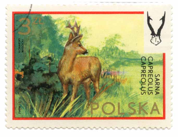 Sarna - Caprolus Caprolus
