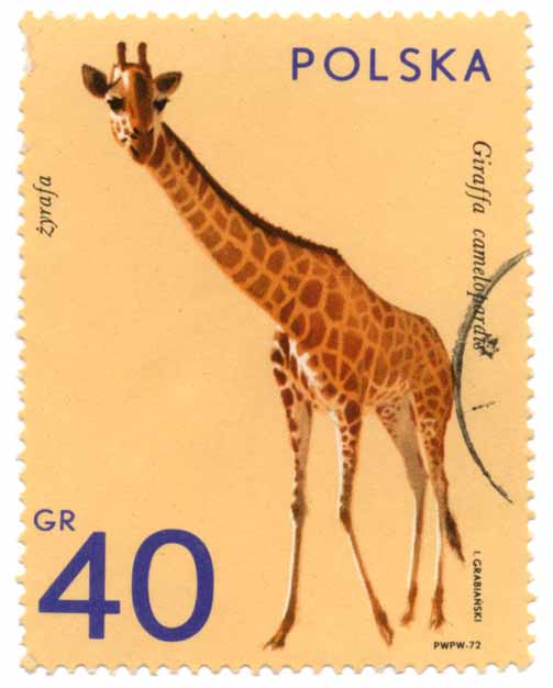 Å»yrafa - Giraffa camelopardis