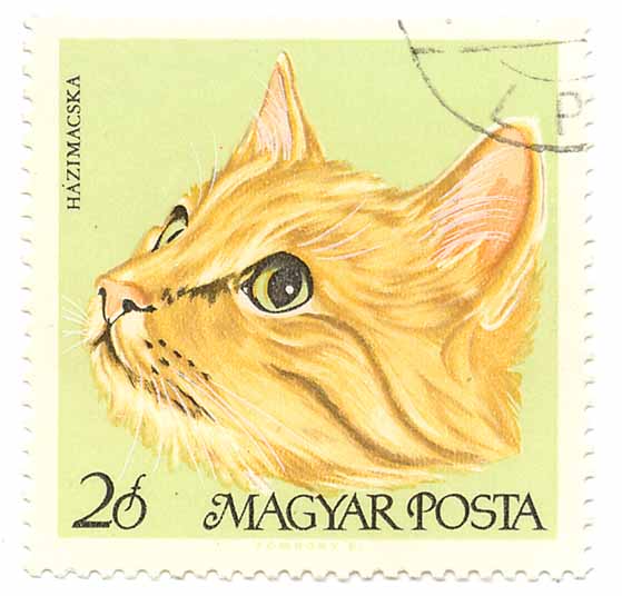 HÃ¡zimacska