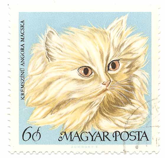 KrÃ©mszÃ­nÅ± Angora Macska
