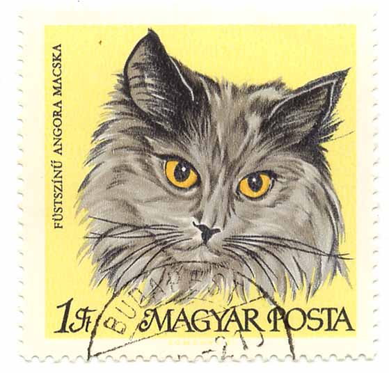 FÃ¼stszÃ­nÅ± Angora Macska