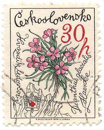 Hvozdik ledovcovy - Dianthus glacialis Haenke - ÄŒeskoslovensko