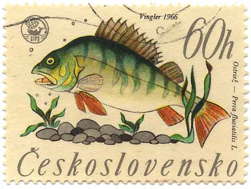 OstrieÅ¾ - Perca fluviatilis L.