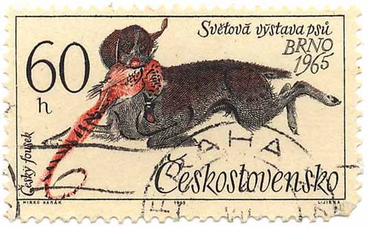 CeskÃ½ fousek - SvÄ›tovÃ¡ vÃ½stava psÅ¯ Brno 1965
