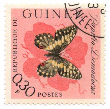 Papilio Demodocus - Republique de Guinee