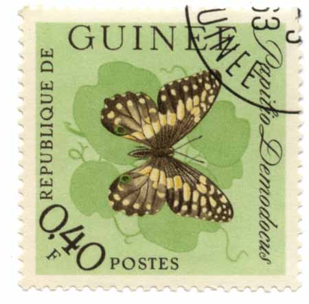 Papilio Demodocus - Republique de Guinee