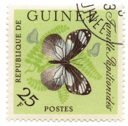 Famille Papilionides- Republique de Guinee
