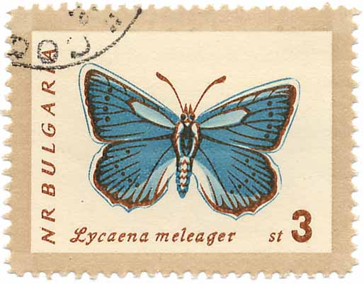 Lycaena meleager - NR Bulgaria