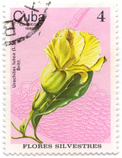 Flores Silvestres - Urechites lutea(L. M.)