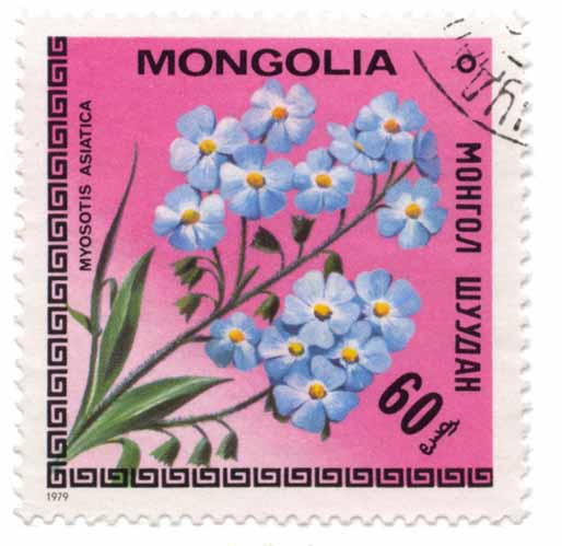 ÐœÐ¾Ð½Ð³Ð¾Ð» Ð¨ÑƒÑƒÐ´Ð°Ð½ - Myosotis Asiatica
