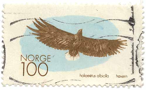 haliaeetus albicilla - havÃ¸rn
