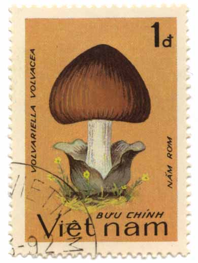 Buu ChÃ­nh Viet nam - NÃ¡m Rom - Volvariella Volvacea