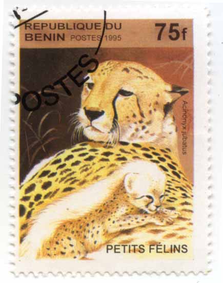 Petite FÃ©lins - Acinonyx jubatus - Republique de Benin - Postes 